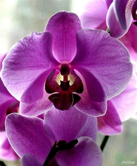 mature orhidea|Orchid .